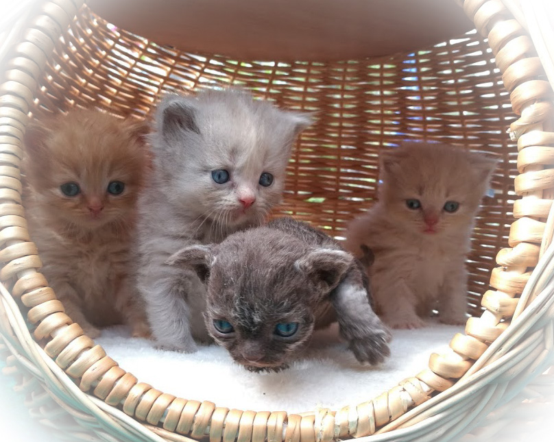 selkirk rex